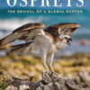 Ospreys