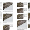 Moult and Ageing in European Passerines