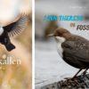 Fossekallen - Norges nasjonalfugl & Linn Therese og fossekallen