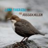 Fossekallen - Norges nasjonalfugl & Linn Therese og fossekallen