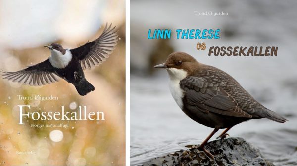 Fossekallen - Norges nasjonalfugl & Linn Therese og fossekallen