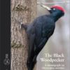 The Black Woodpecker