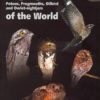 Nightjars of the World