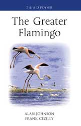 The Greater Flamingo