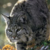 Bobcat