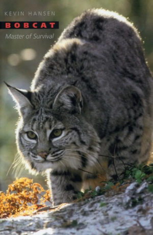 Bobcat