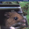 Live Trapping of Small Mammals