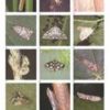 British Pyralids Moths
