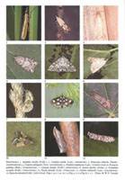 British Pyralids Moths