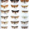 Microlepidoptera of Europe vol. 3