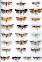 Microlepidoptera of Europe vol. 3