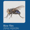 Blow Flies (Diptera: Calliphoridae, Polleniidae, Rhiniidae)