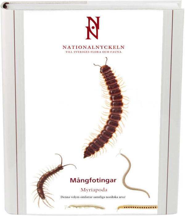 Mångfotingar Myriapoda (tusenben)