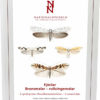Fjärilar: Bronsmalar - rullvingemalar. Roeslerstammiidae - Lyonetiidae