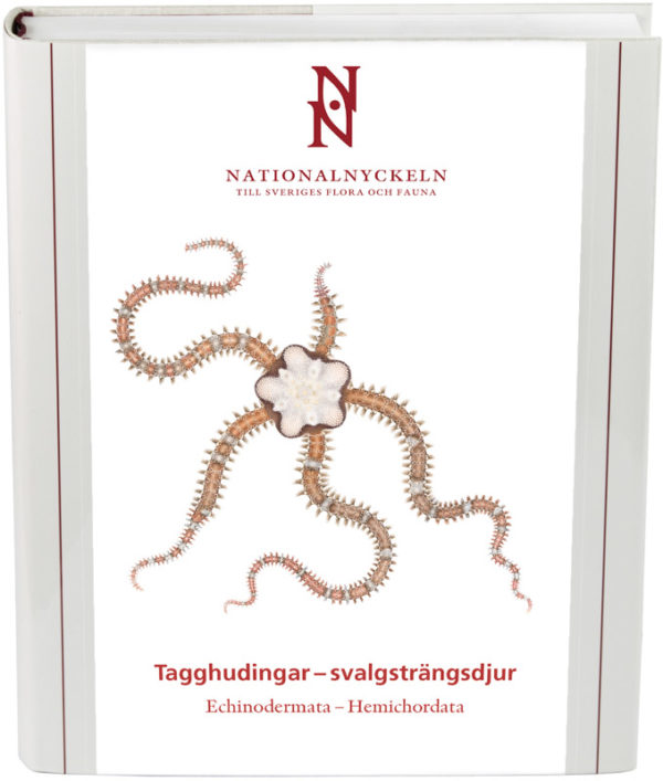 Tagghudingar–svalgsträngsdjur. Echinodermata–Hemichordata