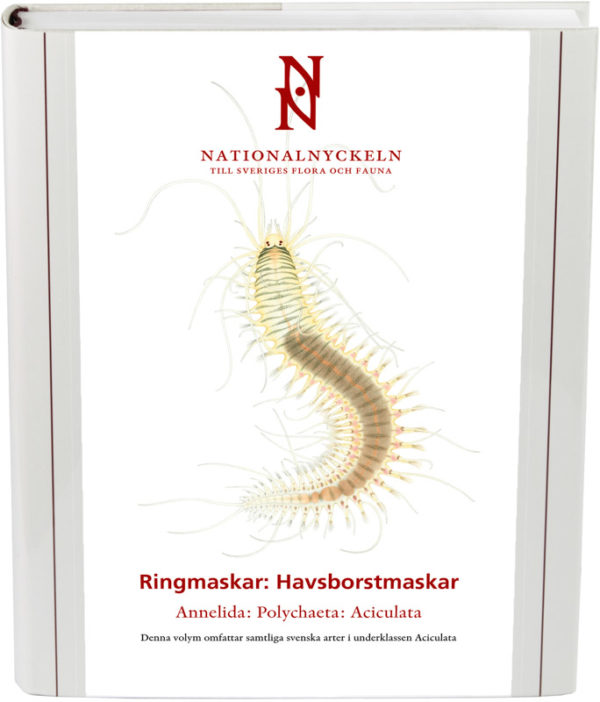 Ringmaskar: Havsborstmaskar. Annelida: Polychaeta: Aciculata