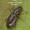 Coleoptera of Europe, Volume 1