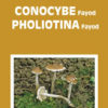 Fungi Europaei Vol. 11