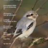 Feltornitologen - Årbok 2005