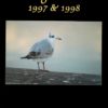 Fugleåret - 1997