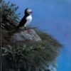 Vår Fuglefauna - 1989-3, årgang 12