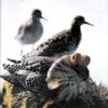 Vår Fuglefauna - 1993-2, årgang 16