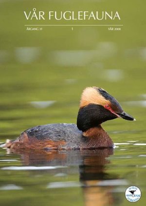 Vår Fuglefauna - 2008-1, årgang 31