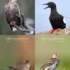Vår Fuglefauna - 2010- hele årgang 33