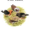 The Ruff
