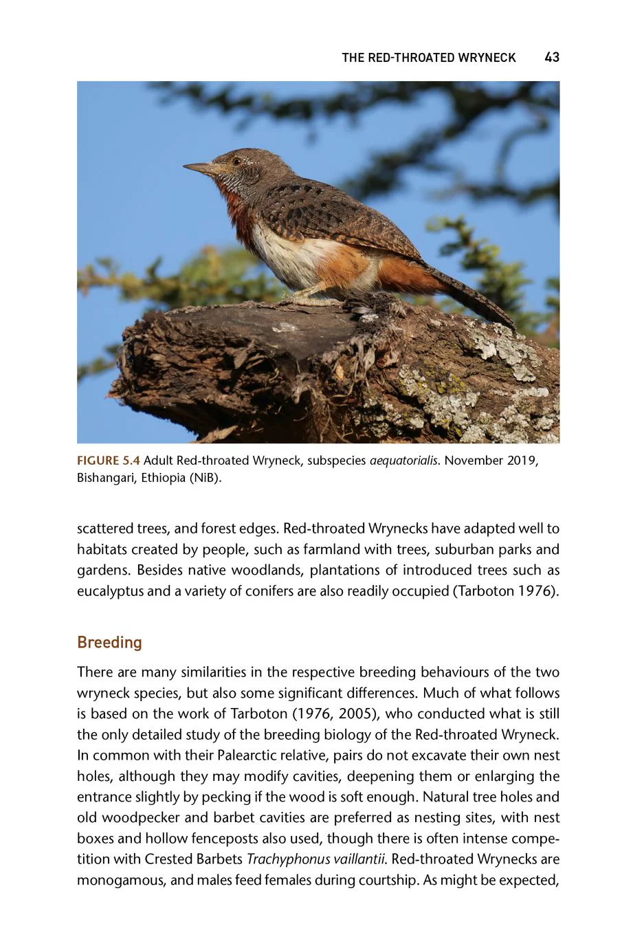 The Wryneck