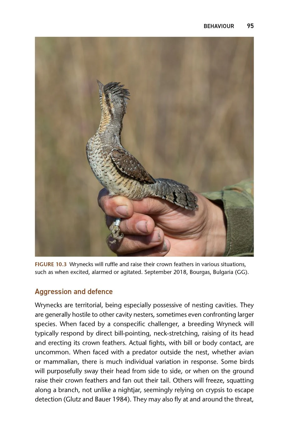 The Wryneck
