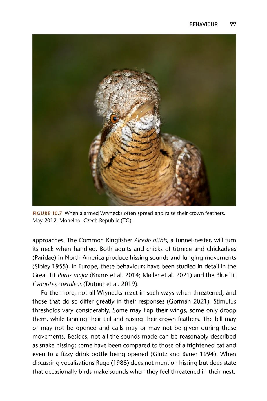 The Wryneck