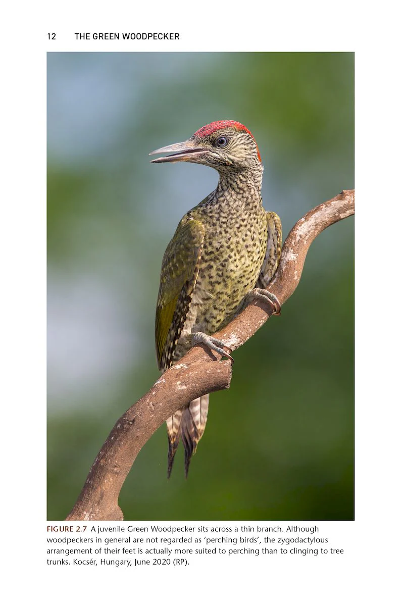 The Green Woodpecker
