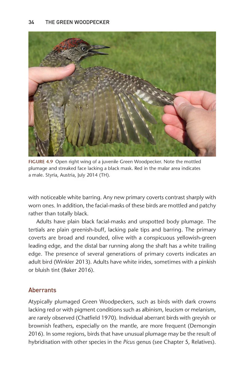 The Green Woodpecker