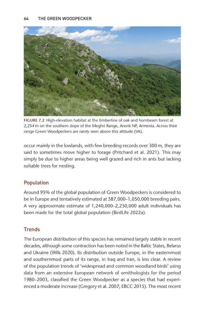 The Green Woodpecker