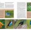 Farmland Birds across the World