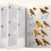 Birds of New Guinea