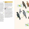 Birds of New Guinea - 2nd Edition