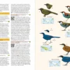 Birds of New Guinea - 2nd Edition