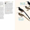 Birds of New Guinea - 2nd Edition