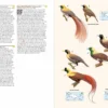 Birds of New Guinea - 2nd Edition