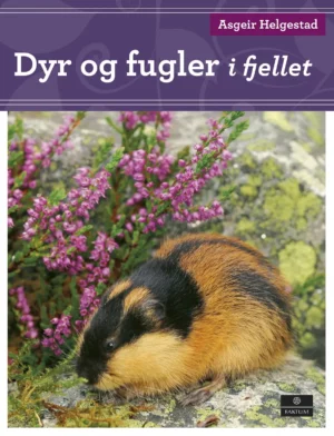 Dyr og fugler i fjellet