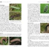 Field Guide to the Caterpillars of Great Britain and Ireland