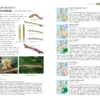 Field Guide to the Caterpillars of Great Britain and Ireland