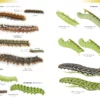 Field Guide to the Caterpillars of Great Britain and Ireland