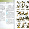 Field Guide to the Birds of Chile - Helm Field Guides - Heftet