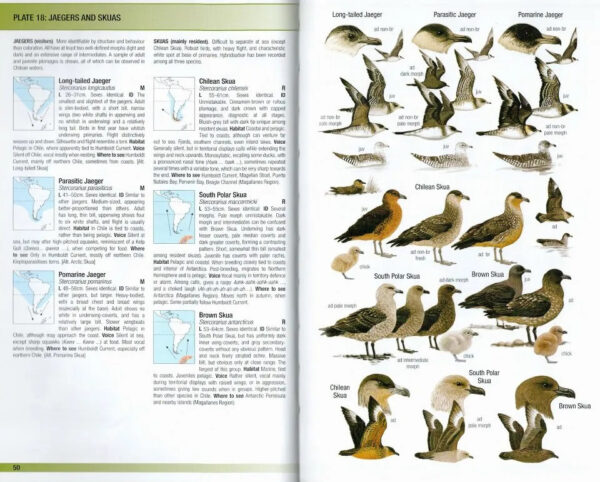 Field Guide to the Birds of Chile - Helm Field Guides - Heftet