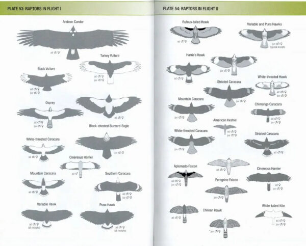 Field Guide to the Birds of Chile - Helm Field Guides - Heftet