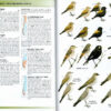 Field Guide to the Birds of Chile - Helm Field Guides - Heftet