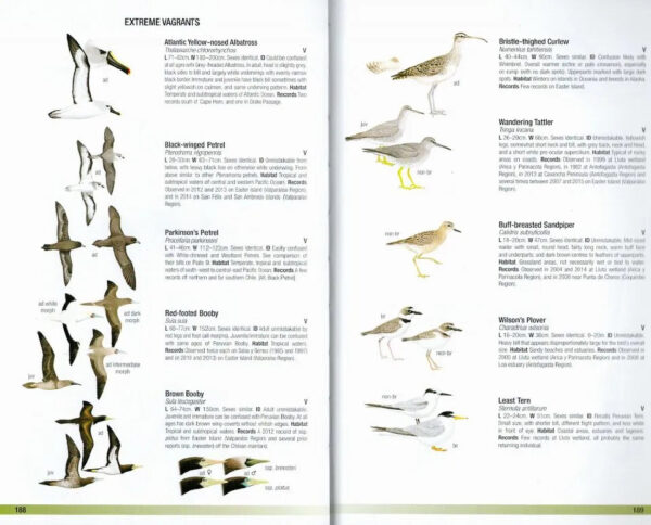 Field Guide to the Birds of Chile - Helm Field Guides - Heftet